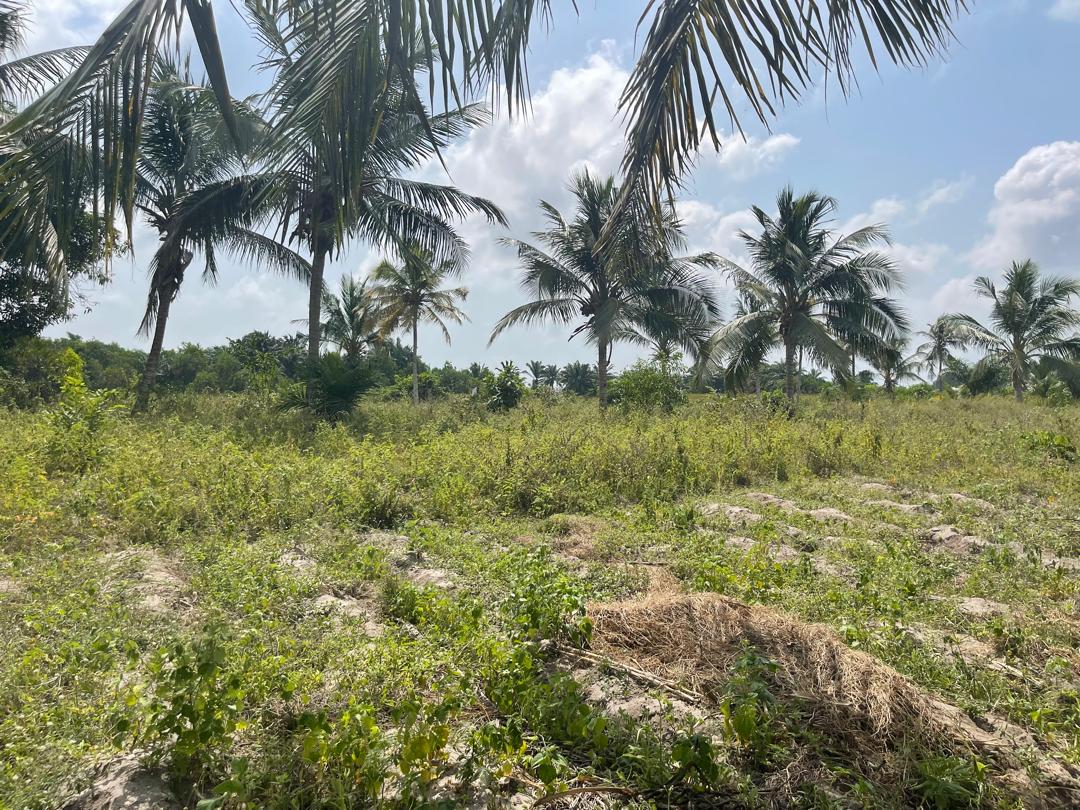 TERRAINS TITRÉS À 500 M DU PONT AVLÉKÉTÉ 🏝️ - Vue 4