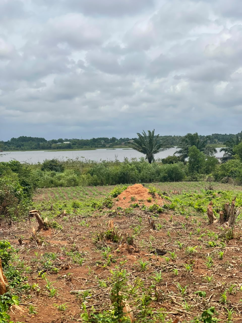 VENTE DE (02) TERRAINS À PAHOU - VU SUR LAC TOHO ! - Vue 2