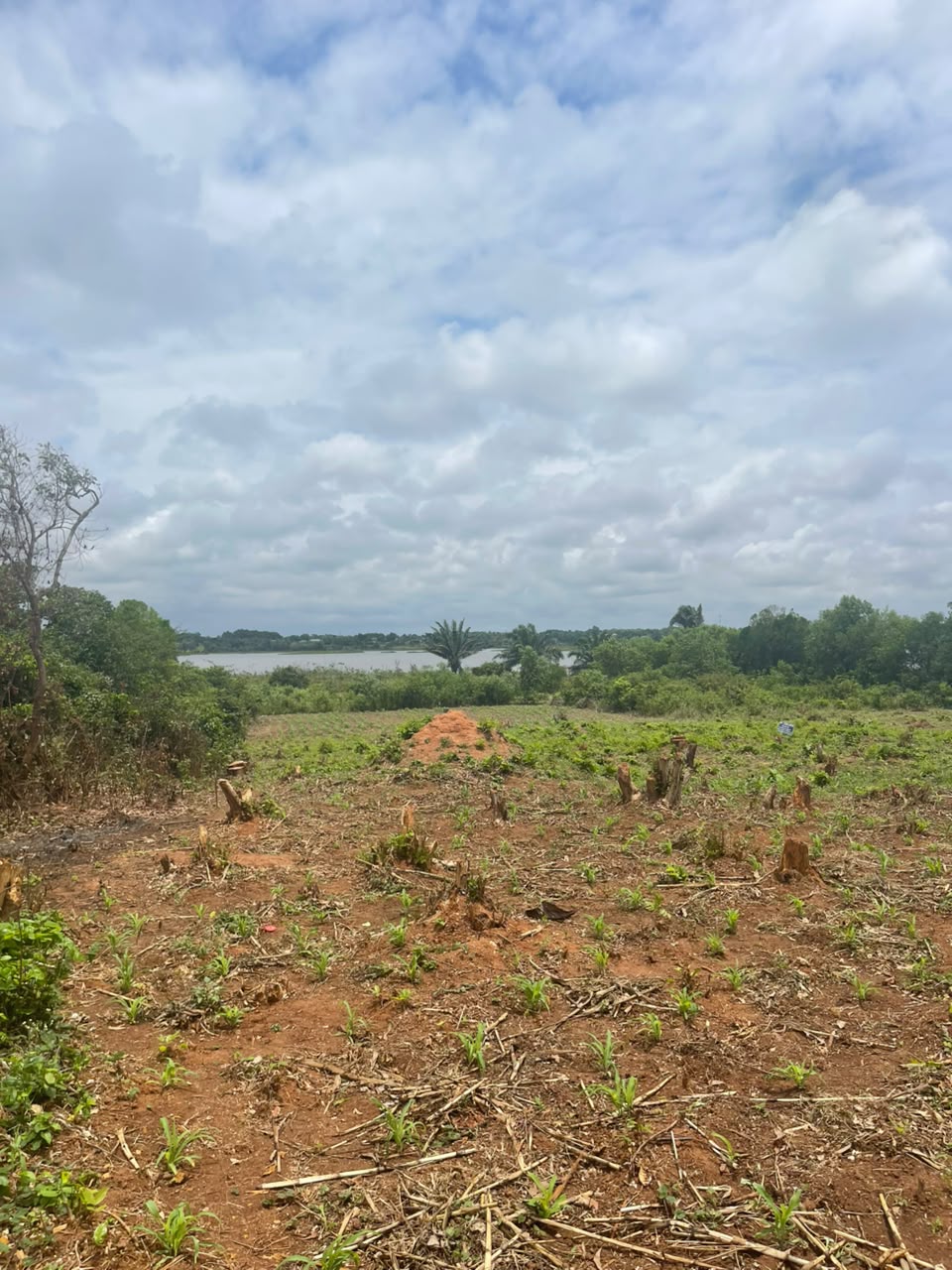 VENTE DE (02) TERRAINS À PAHOU - VU SUR LAC TOHO ! - Vue 4