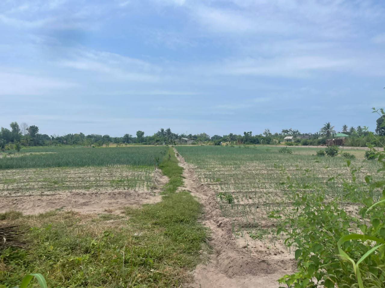 🏡 OPPORTUNITÉ D'INVESTISSEMENT À PAHOU : KPOTA & HOUANMÉDÉ - Vue 5